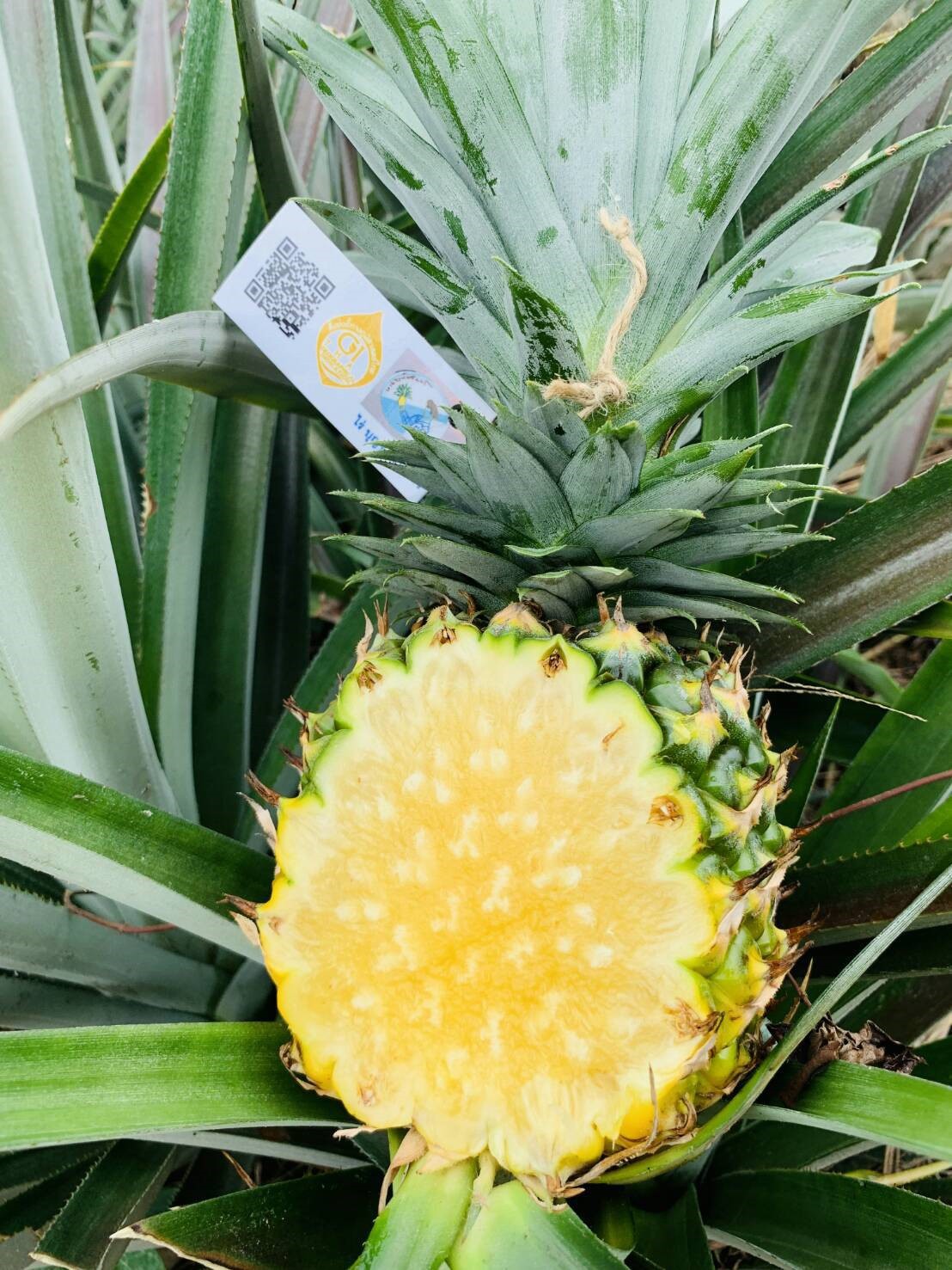 สับปะรดผลสด